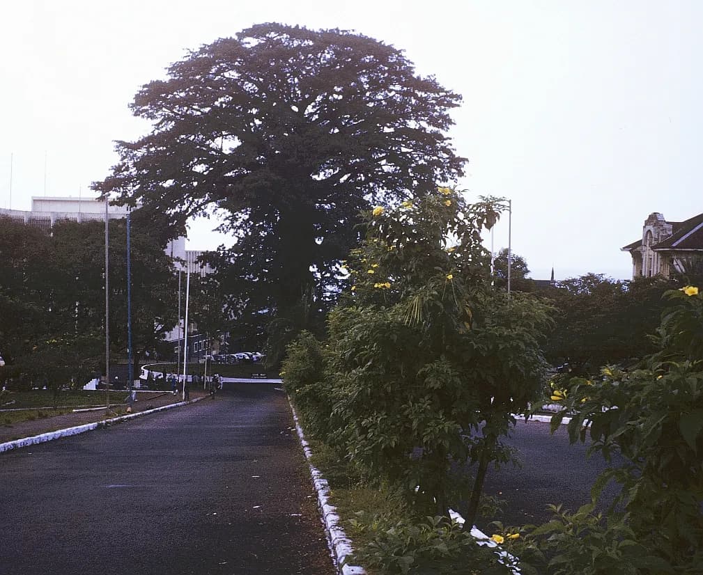 The Cotton Tree