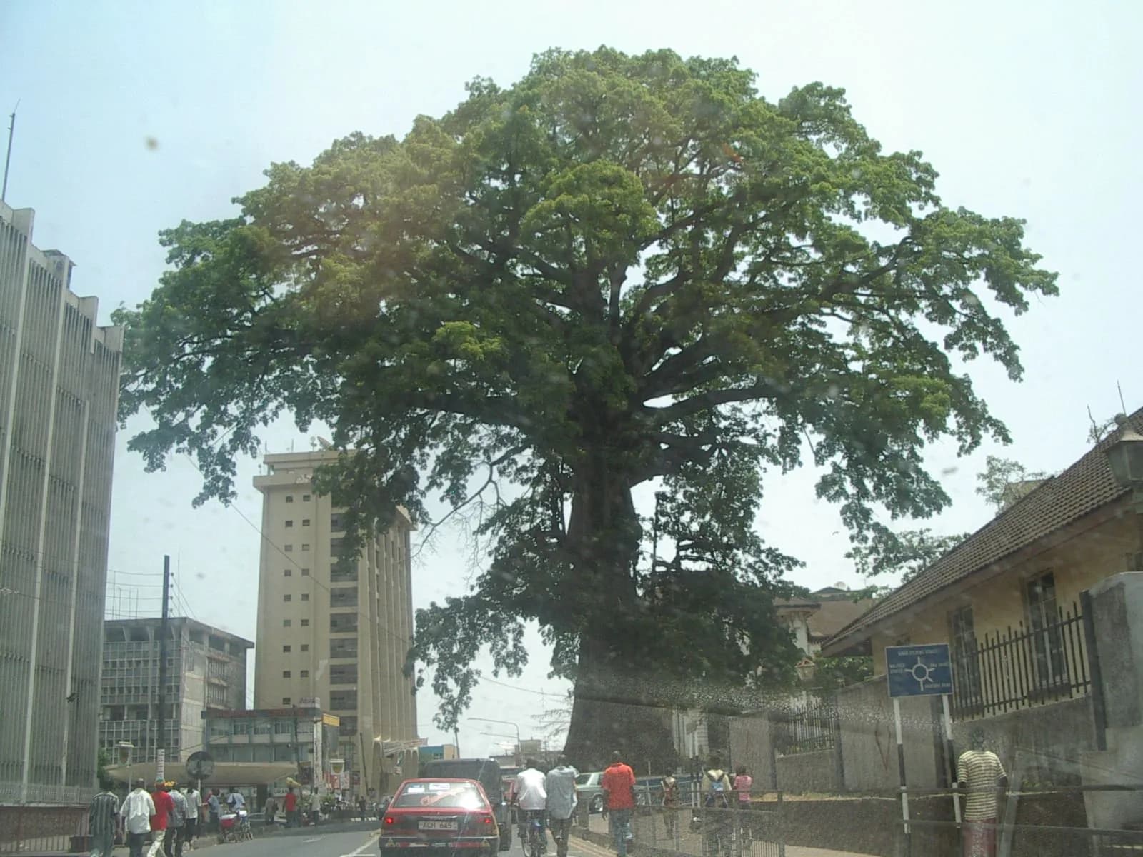 The Cotton Tree
