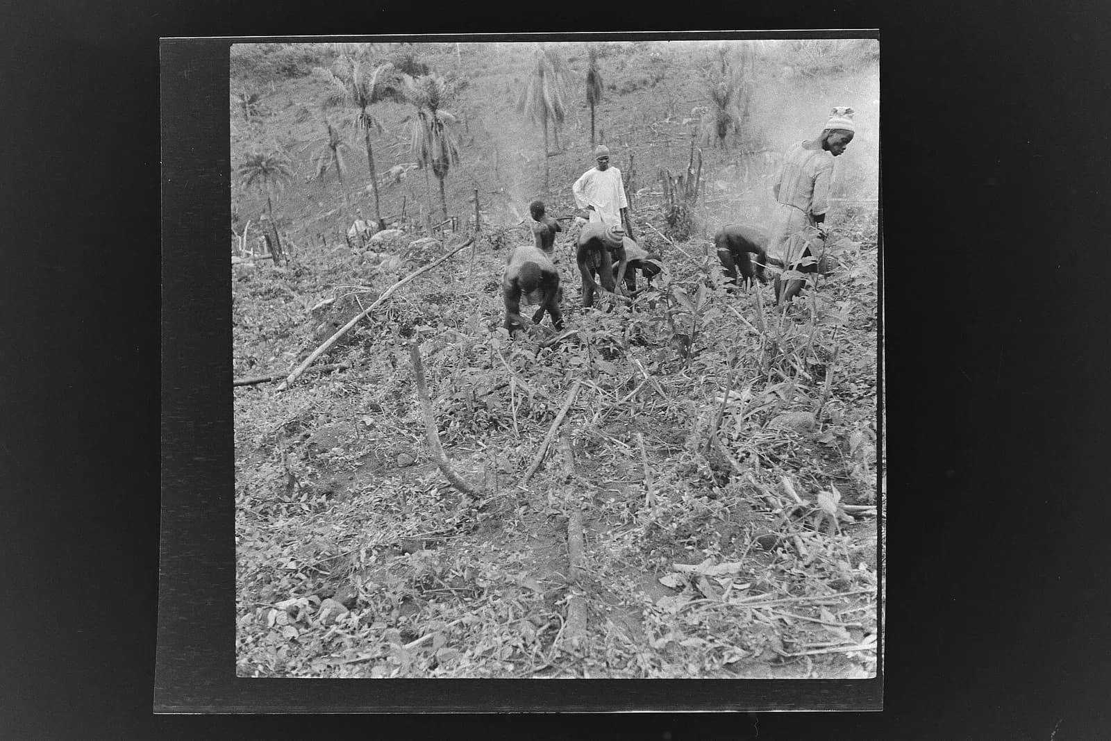 SierraLeone Hofstra 102