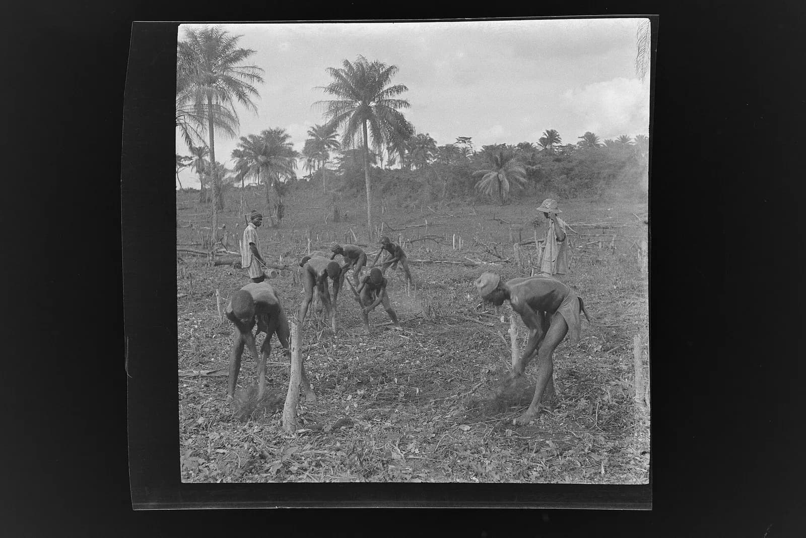 SierraLeone Hofstra 105