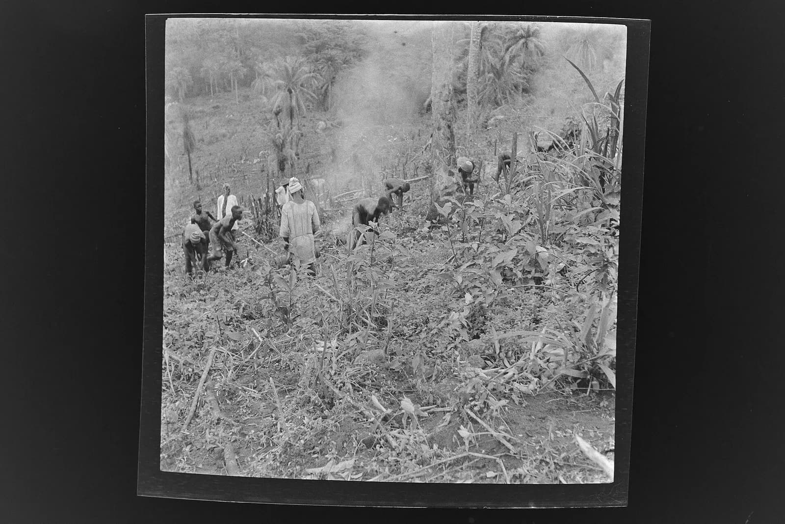 SierraLeone Hofstra 104