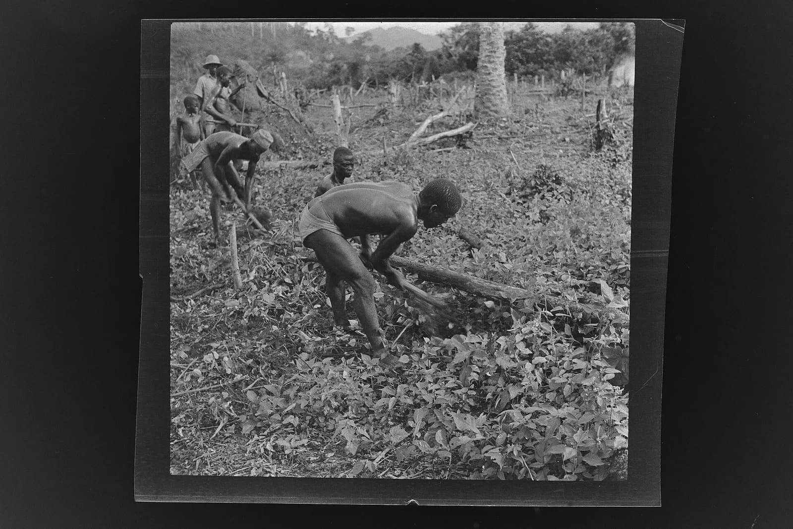 SierraLeone Hofstra 106