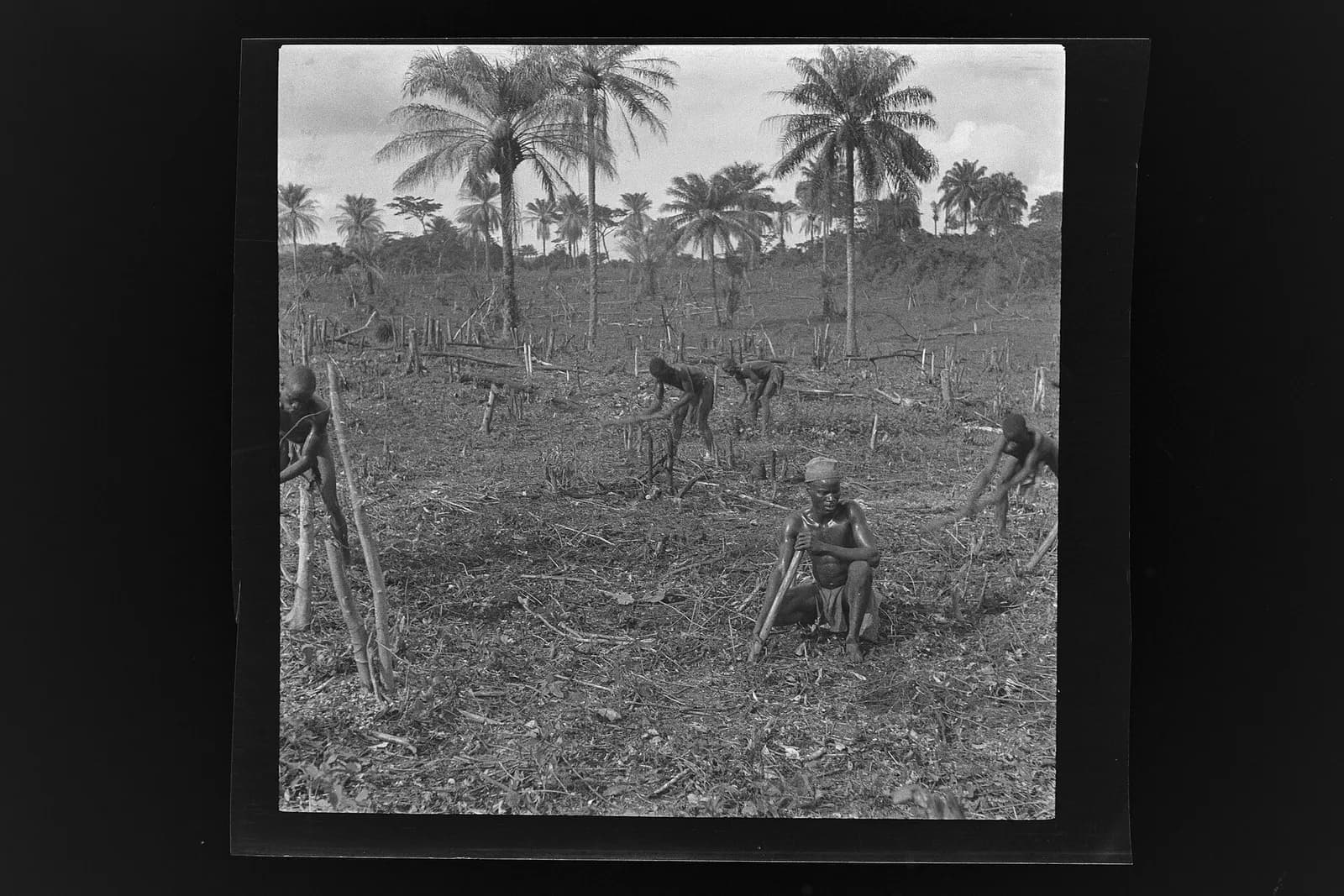 SierraLeone Hofstra 113