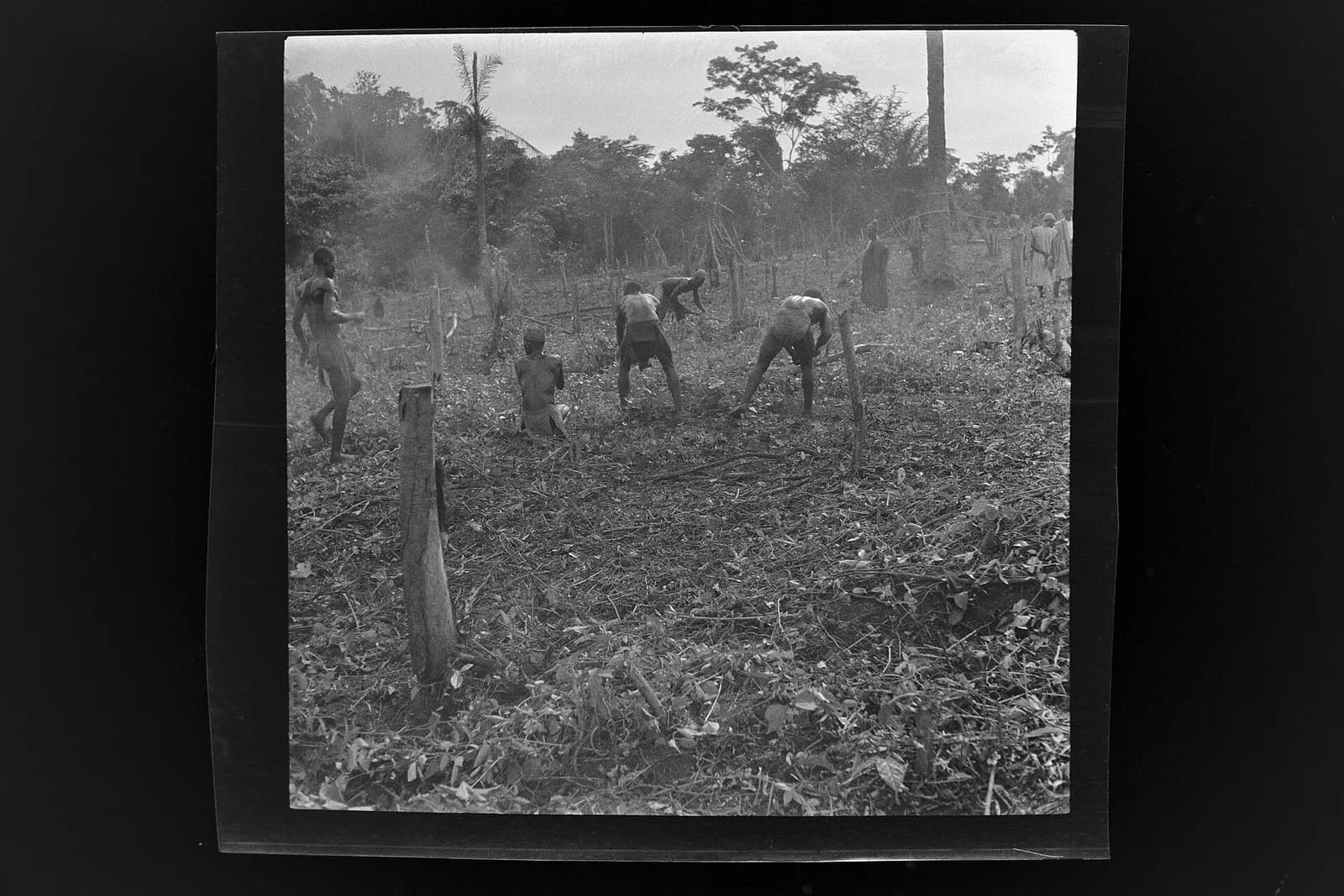 SierraLeone Hofstra 114