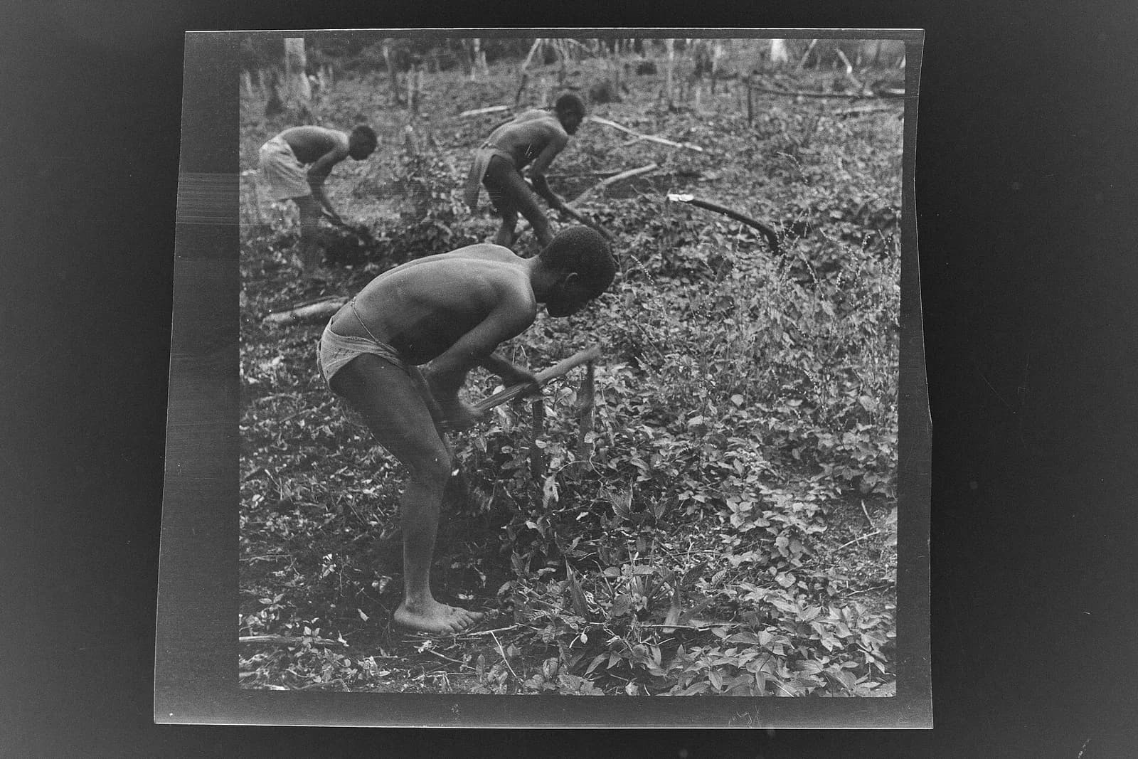 SierraLeone Hofstra 116
