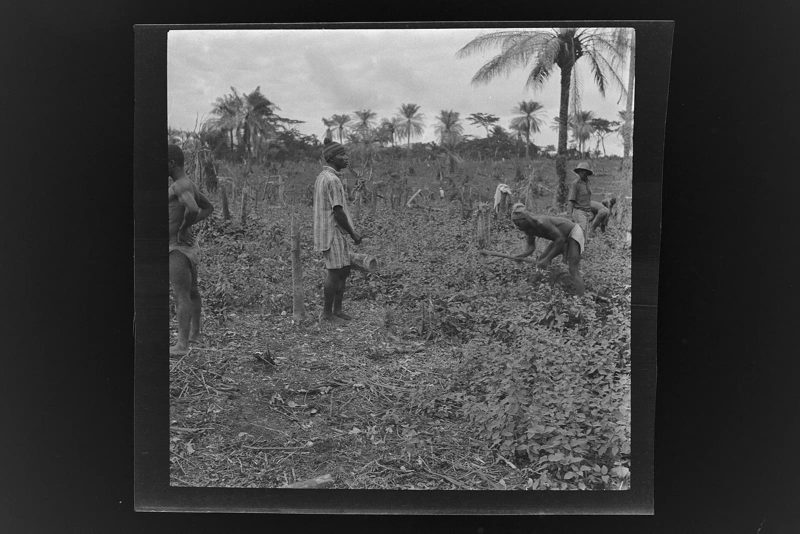 SierraLeone Hofstra 115