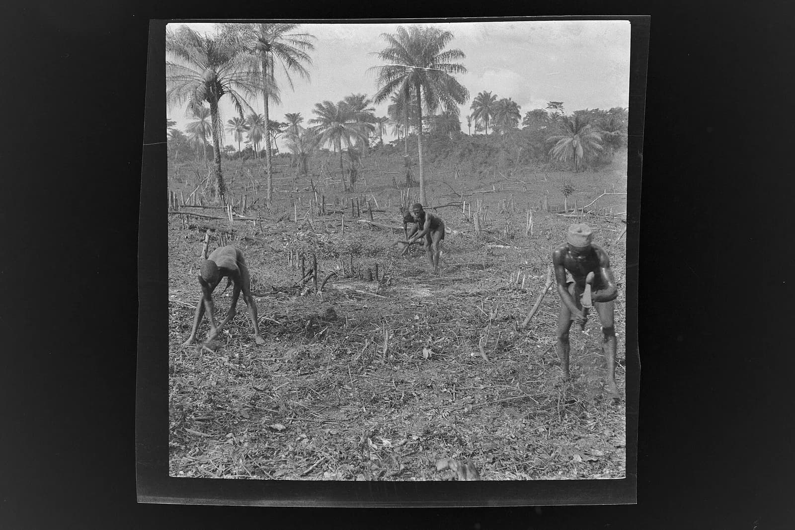 SierraLeone Hofstra 151