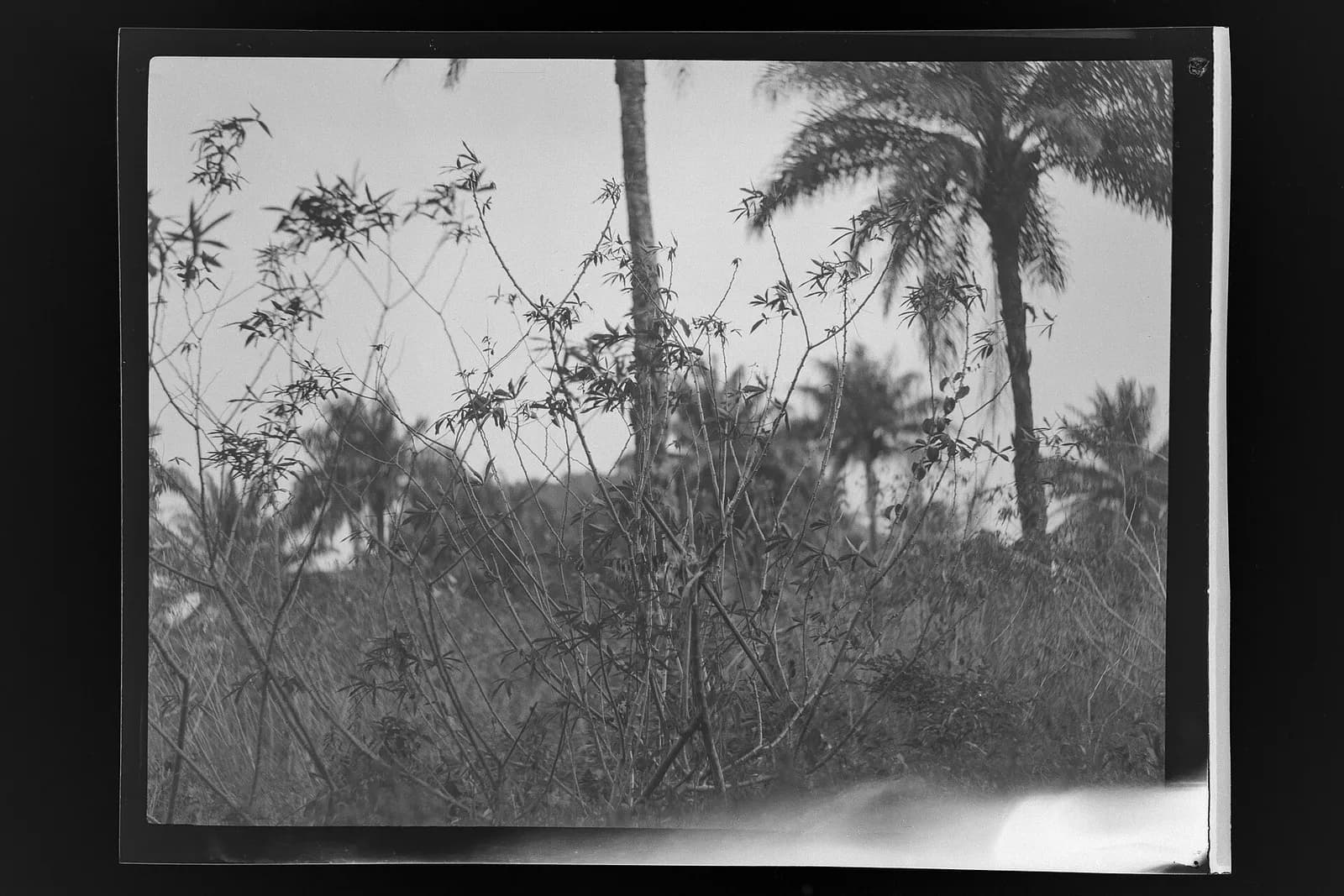 SierraLeone Hofstra 261